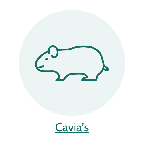 5% korting op cavia artikelen